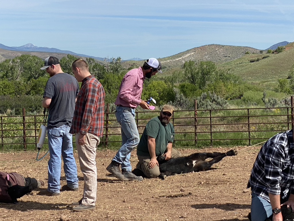 Ranch participants learning hands-on cattle work in a corral with hills in the background.